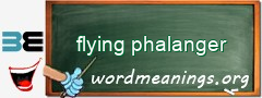 WordMeaning blackboard for flying phalanger